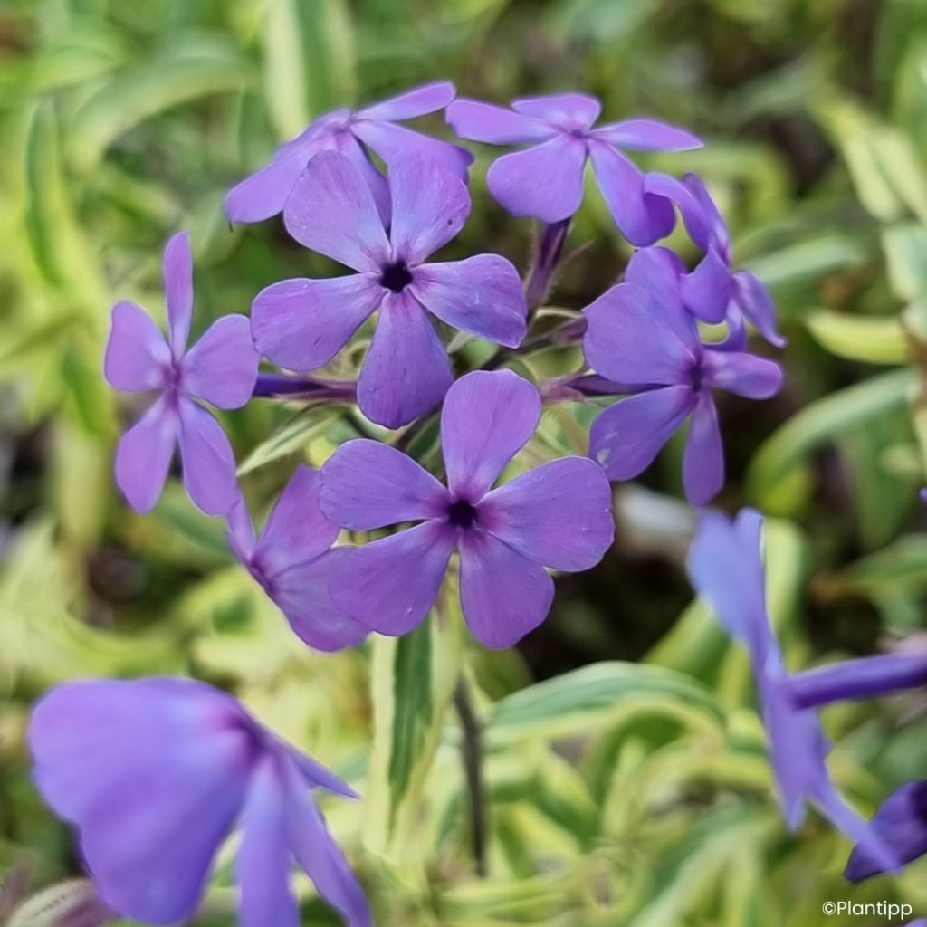 Phlox divaricata Blue Ribbons - Flox-tapete