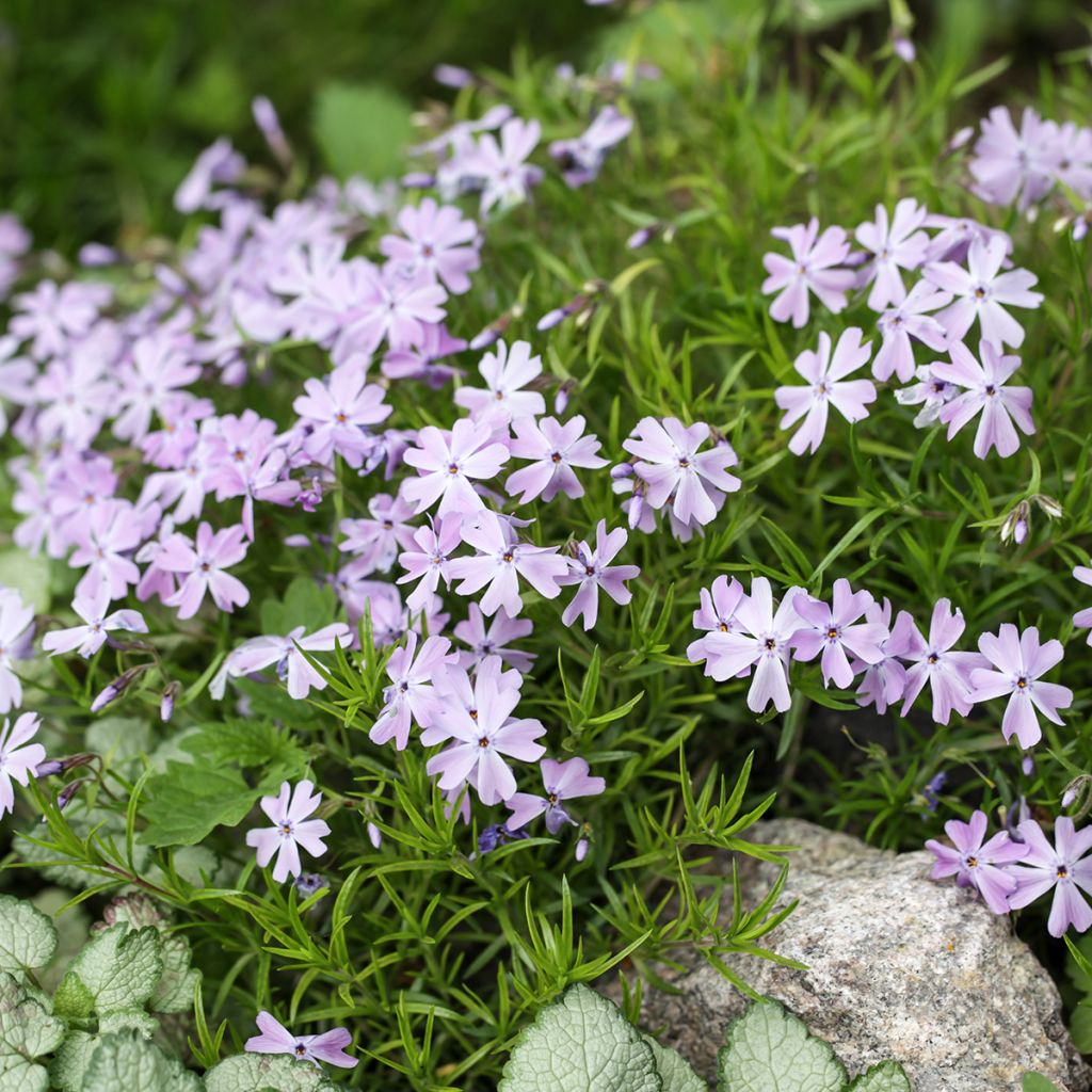 Flox-tapete Emerald Cushion Blue - Phlox subulata