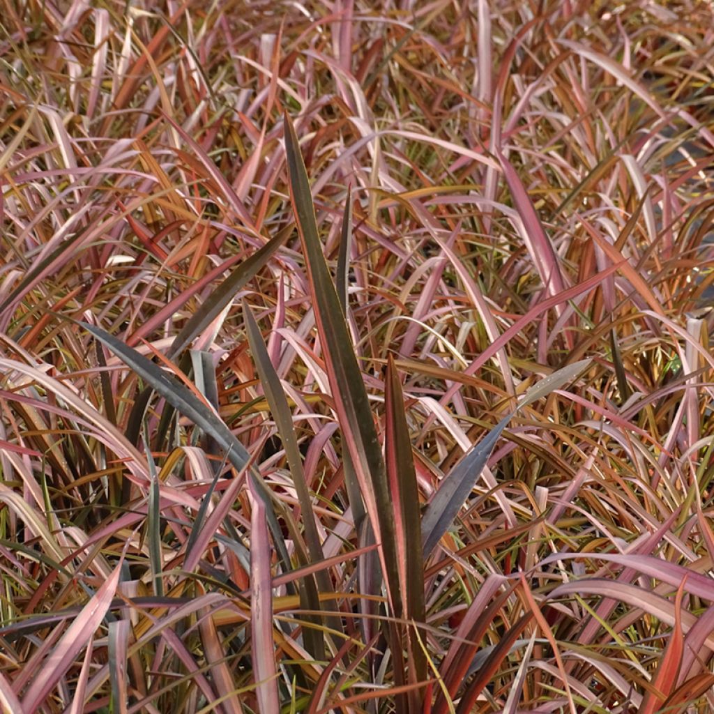 Phormium tenax Rainbow Maiden