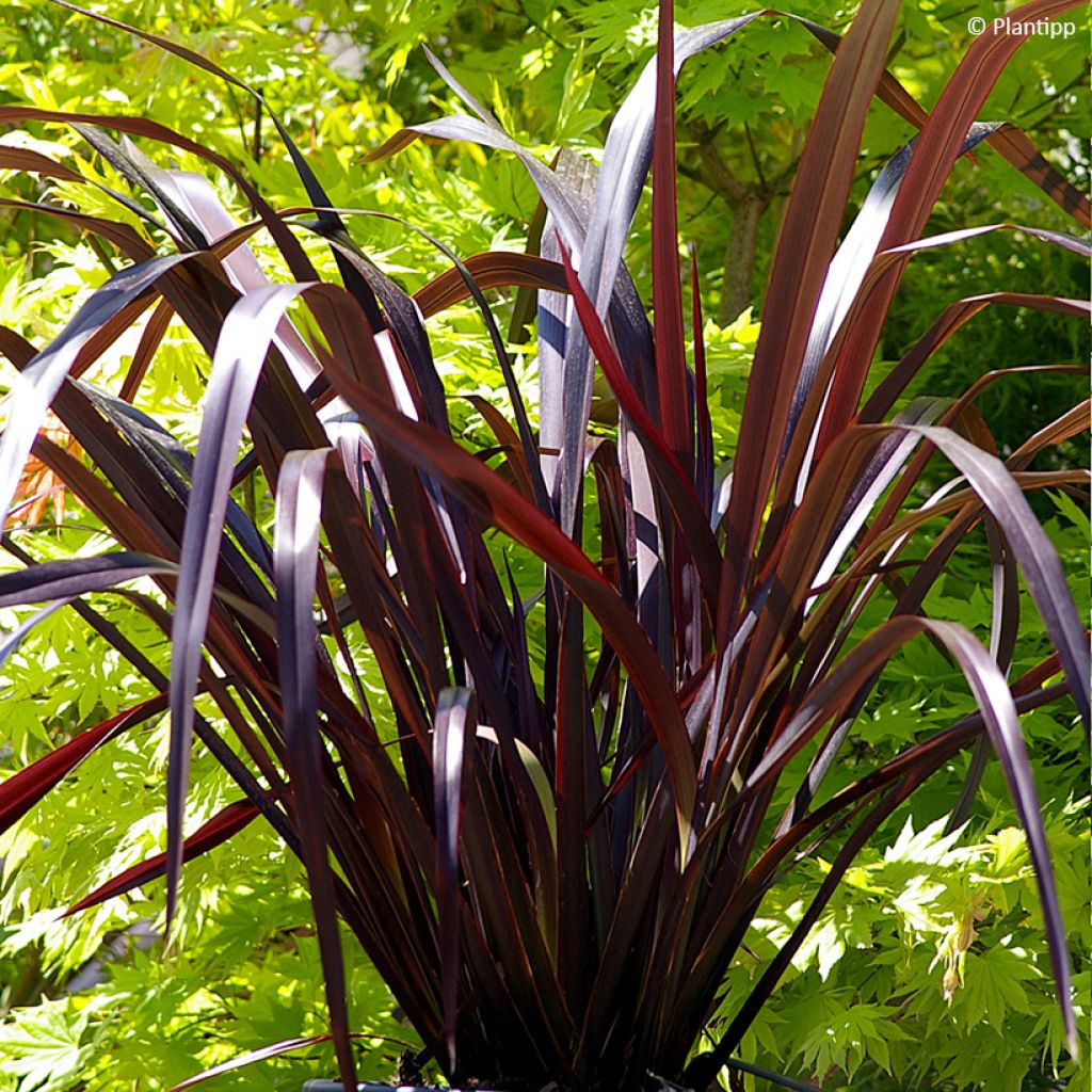 Phormium cookianum Black Adder