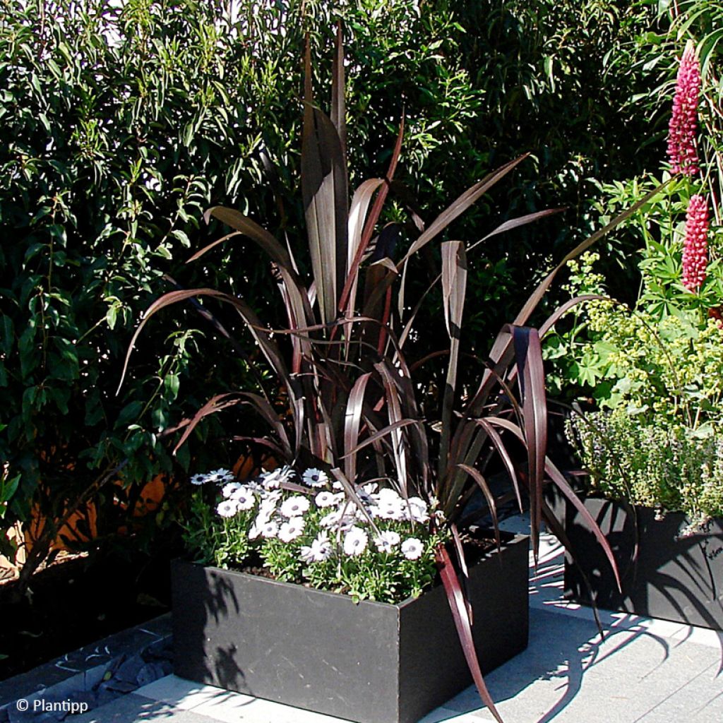 Phormium cookianum Black Adder