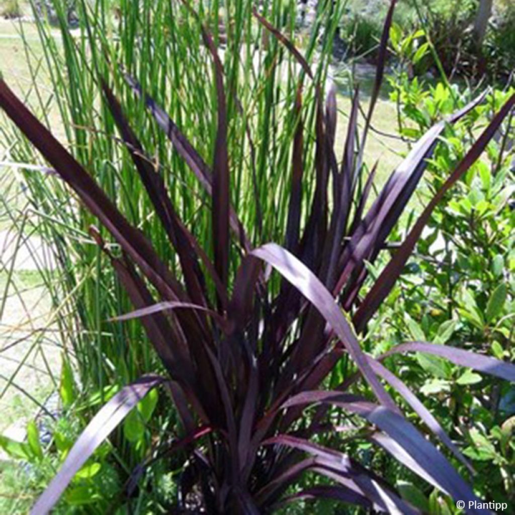 Phormium cookianum Black Adder