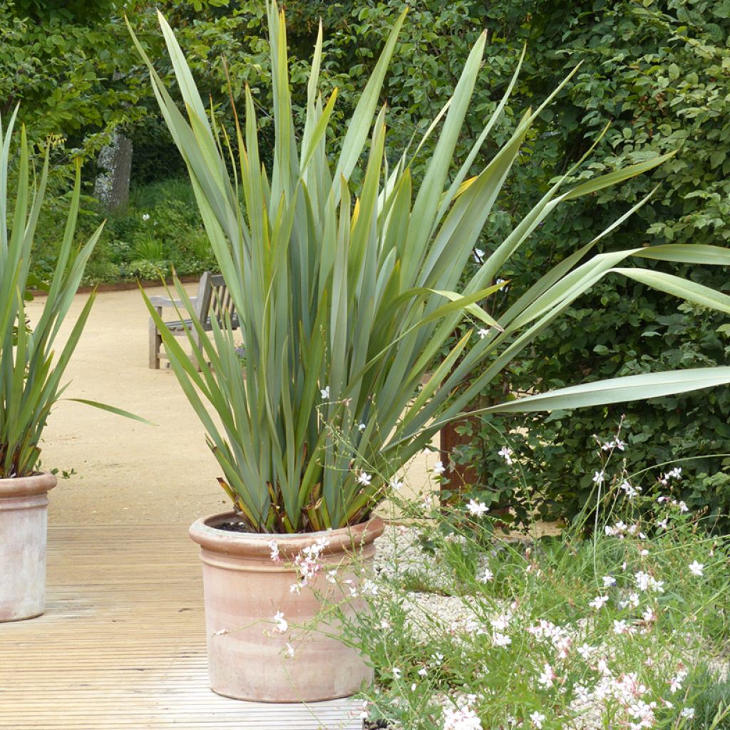 Phormium tenax