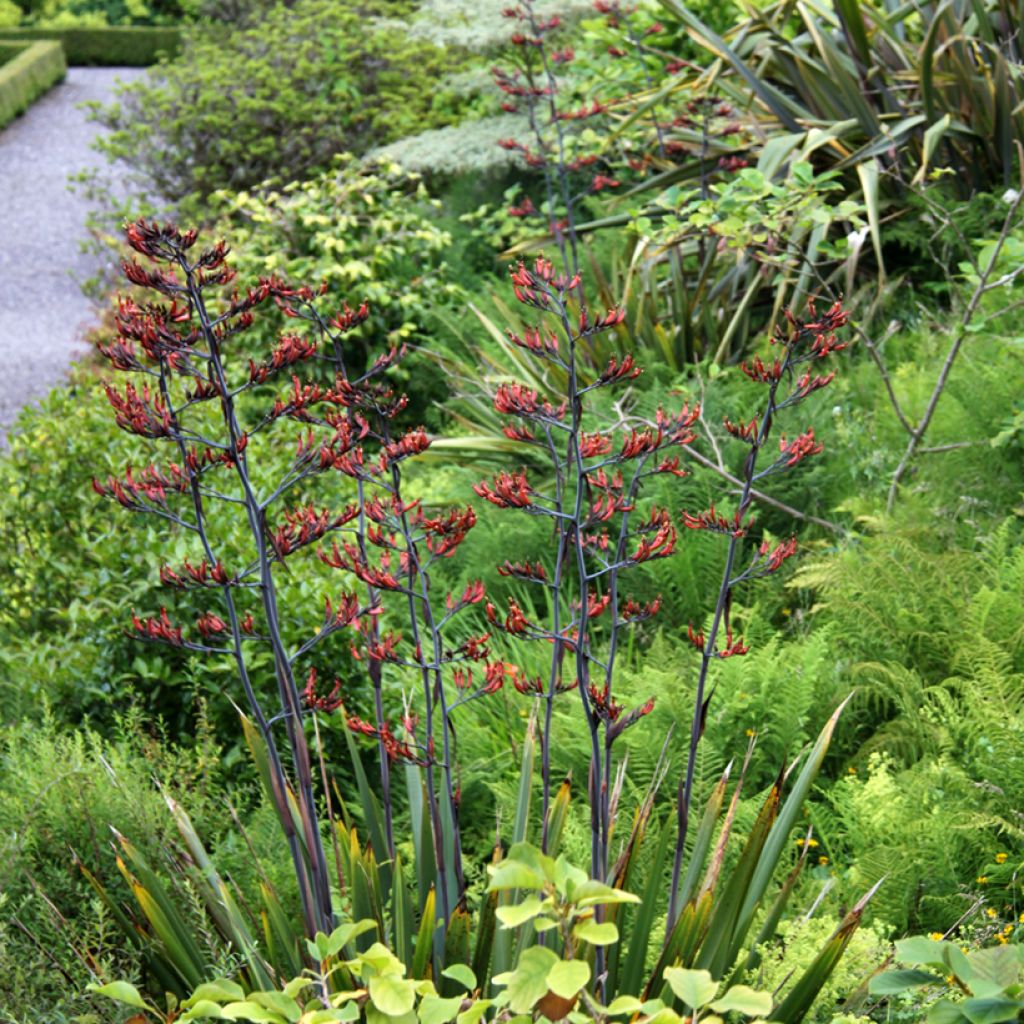 Phormium tenax