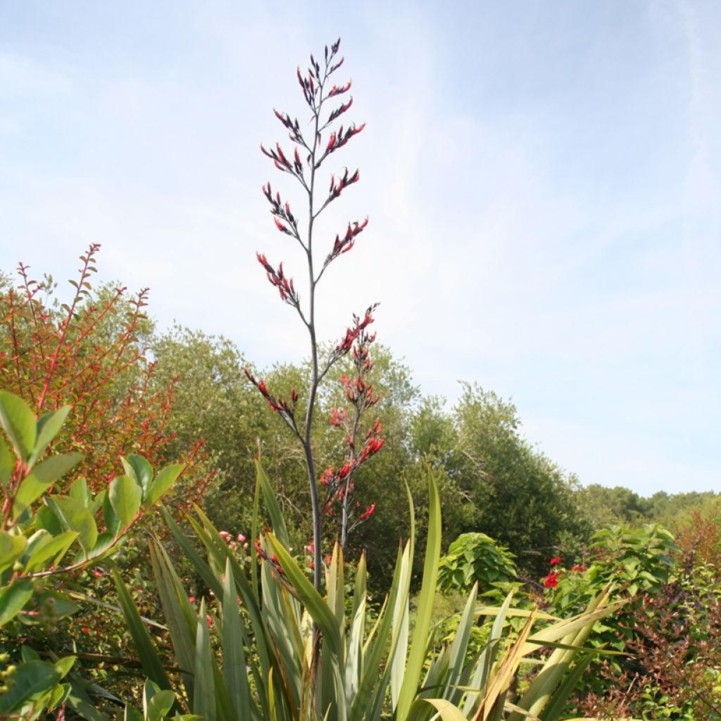 Phormium tenax