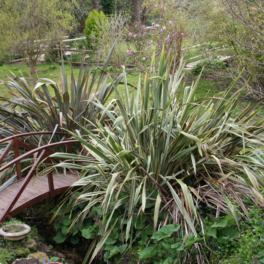 Phormium tenax