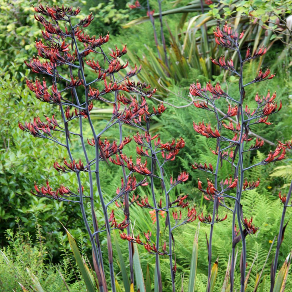 Phormium tenax