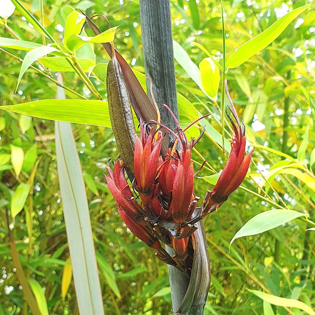 Phormium tenax Purpureum