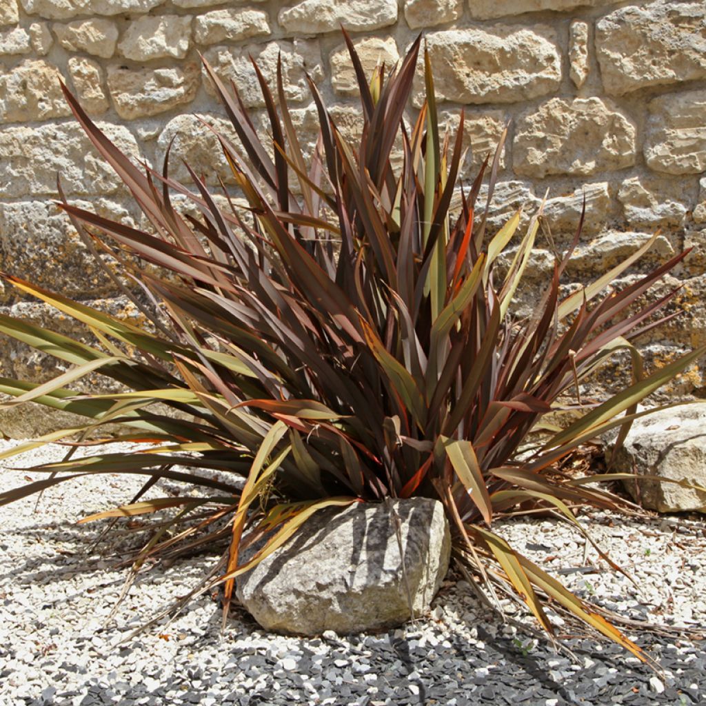 Phormium tenax Purpureum