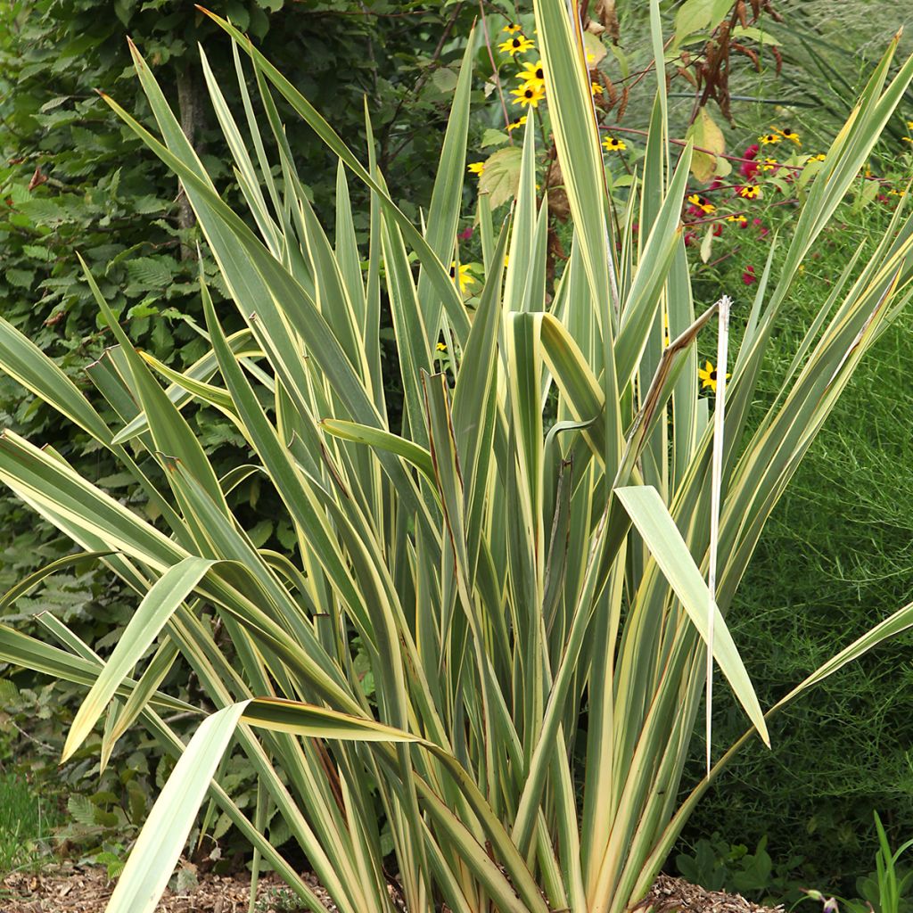 Phormium Duet - Linho-da-Nova Zelândia