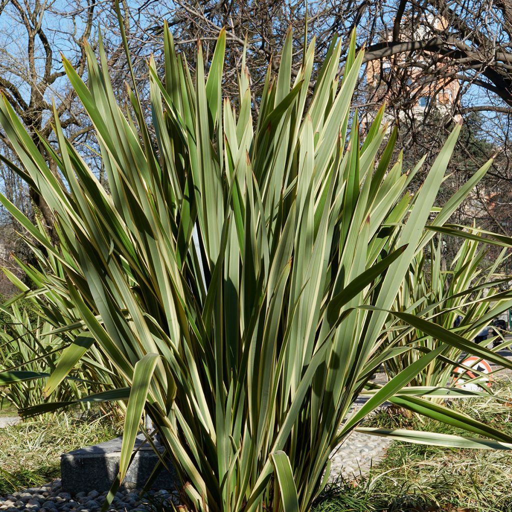 Phormium tenax em sementes - Linho-da-nova-zelândia
