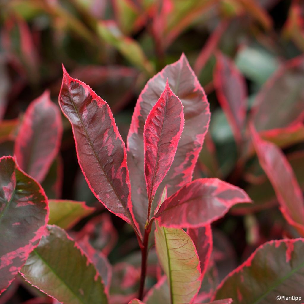 Photinia fraseri Louise