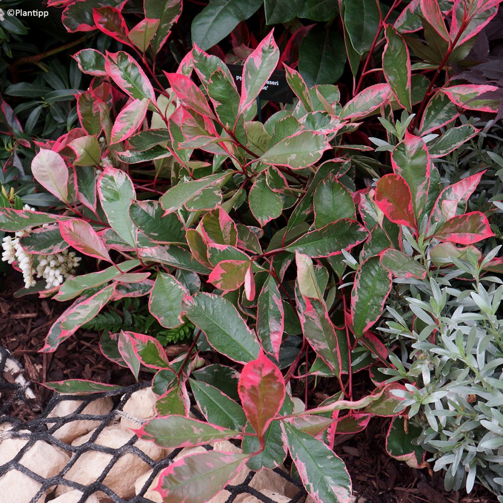 Photinia fraseri Louise