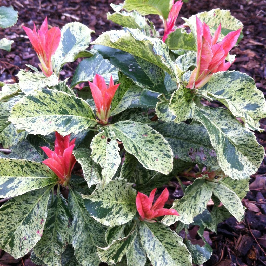 Photinia serratifolia Pink Crispy