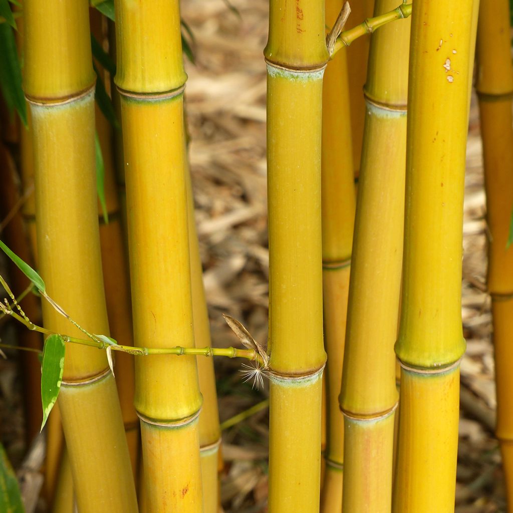 Phyllostachys aureosulcata