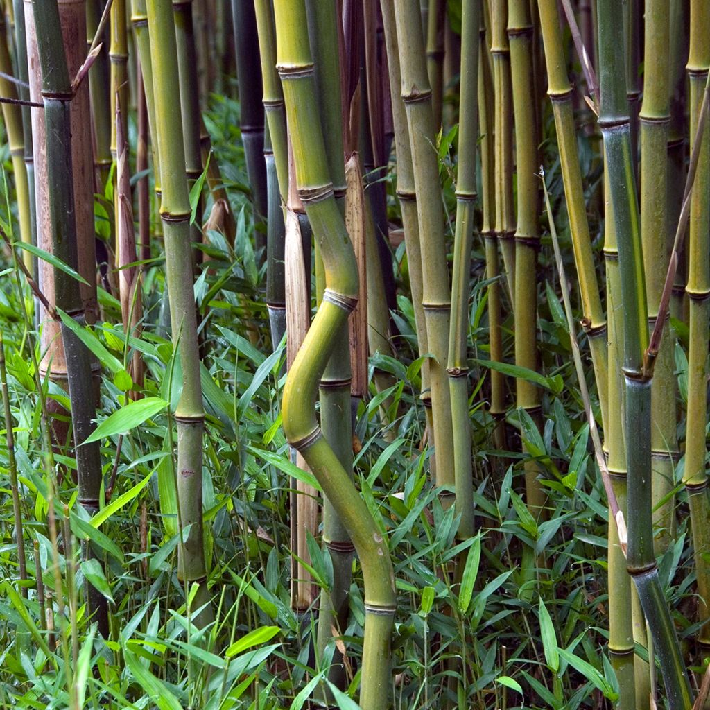 Phyllostachys aureosulcata