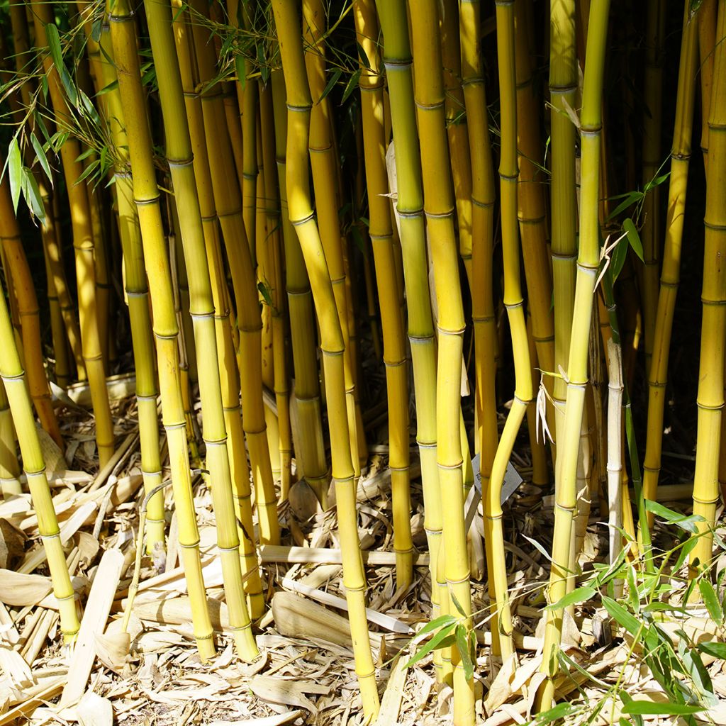 Phyllostachys aureosulcata
