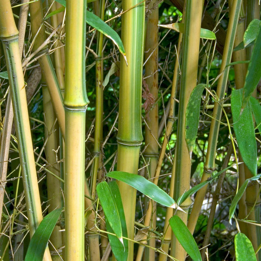 Phyllostachys aureosulcata Spectabilis