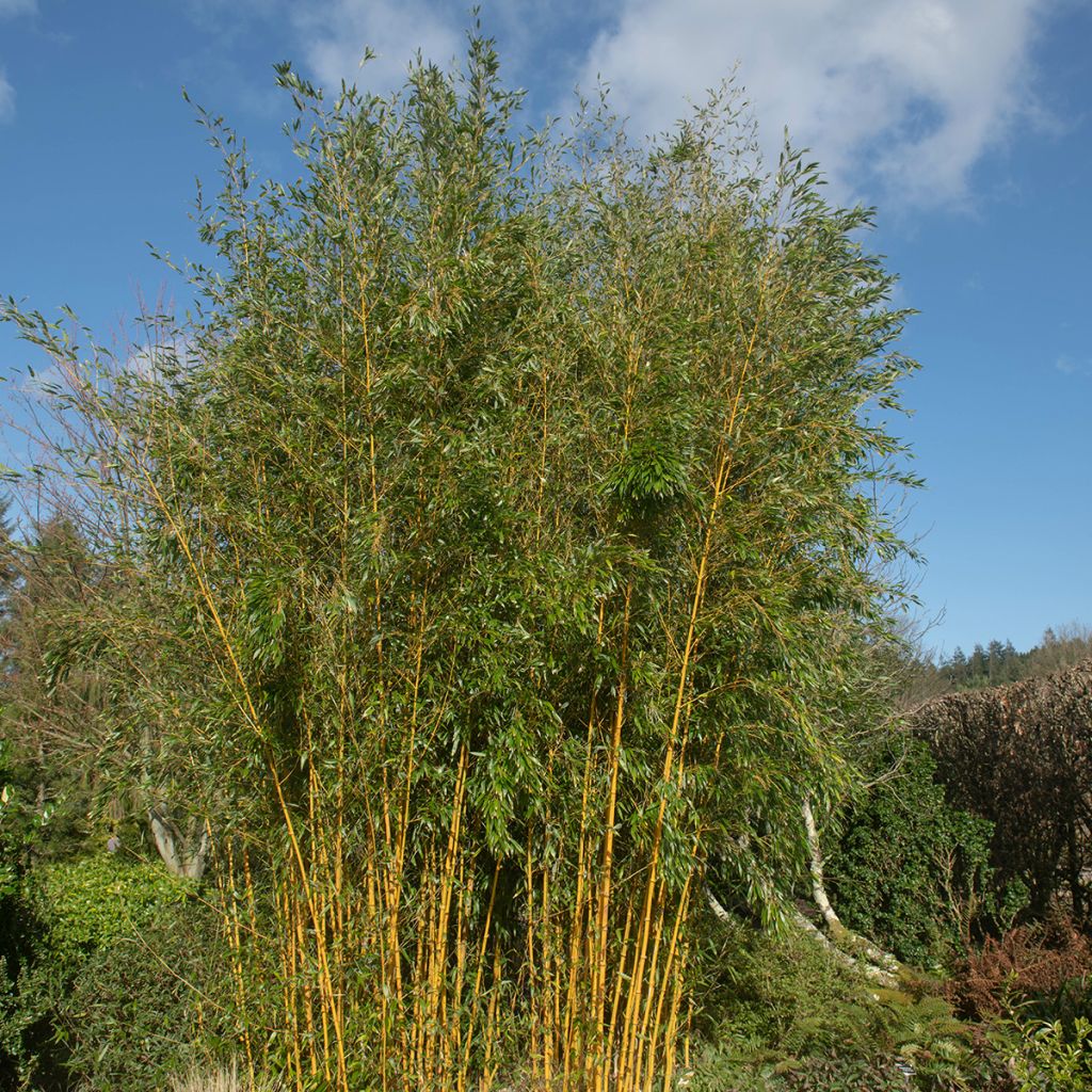 Phyllostachys aureosulcata Spectabilis