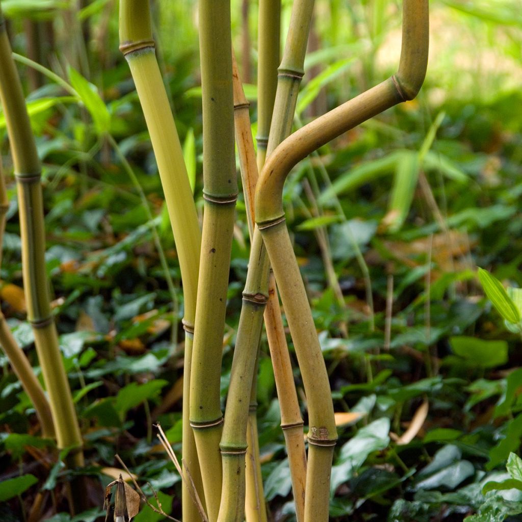 Phyllostachys aureosulcata Spectabilis