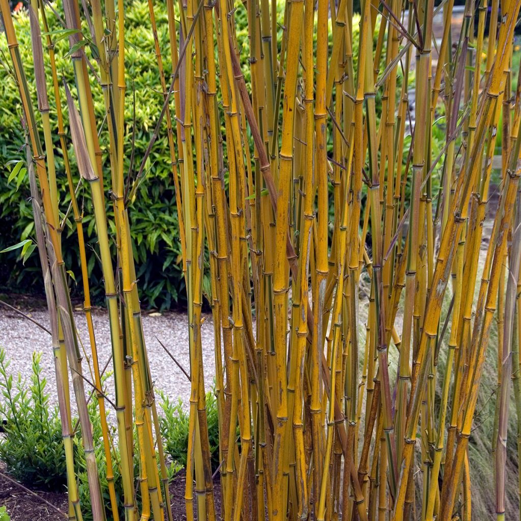 Phyllostachys aureosulcata Spectabilis