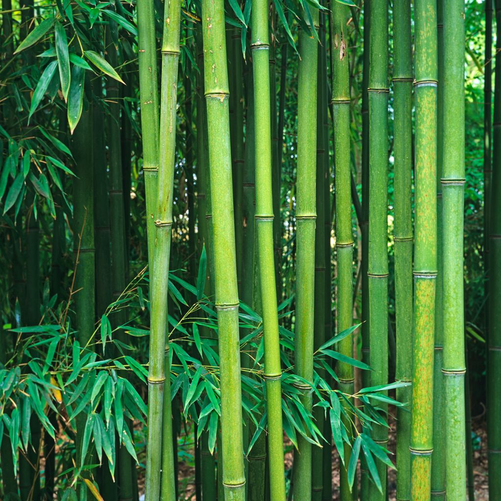 Phyllostachys viridiglaucescens