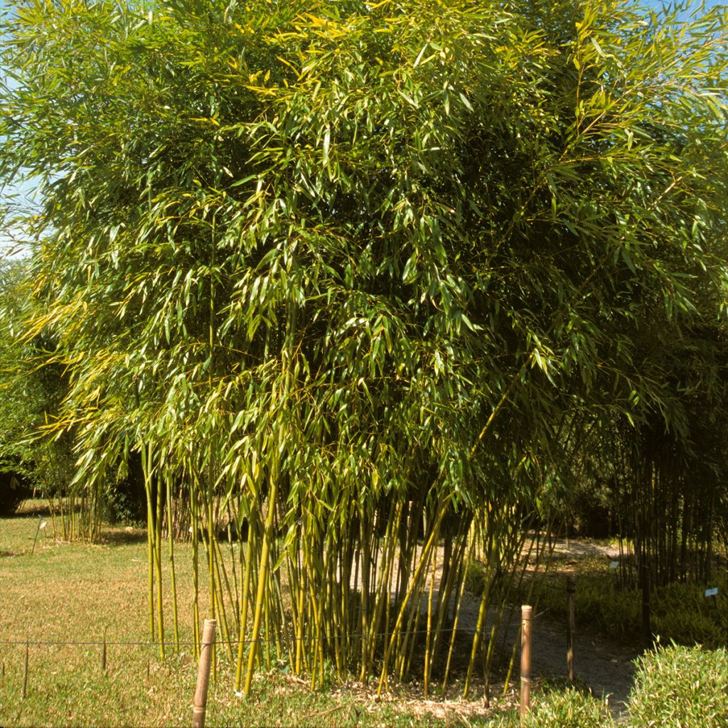 Phyllostachys viridiglaucescens
