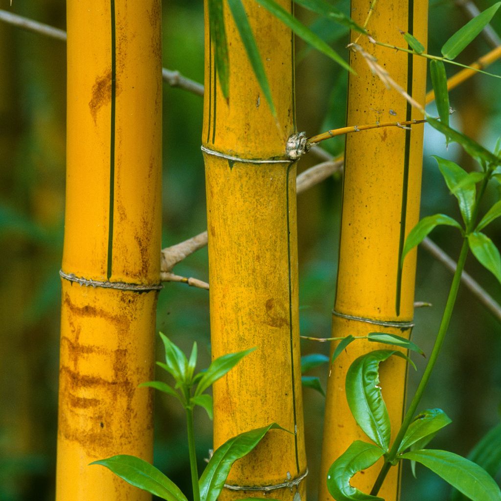 Phyllostachys viridis Sulphurea