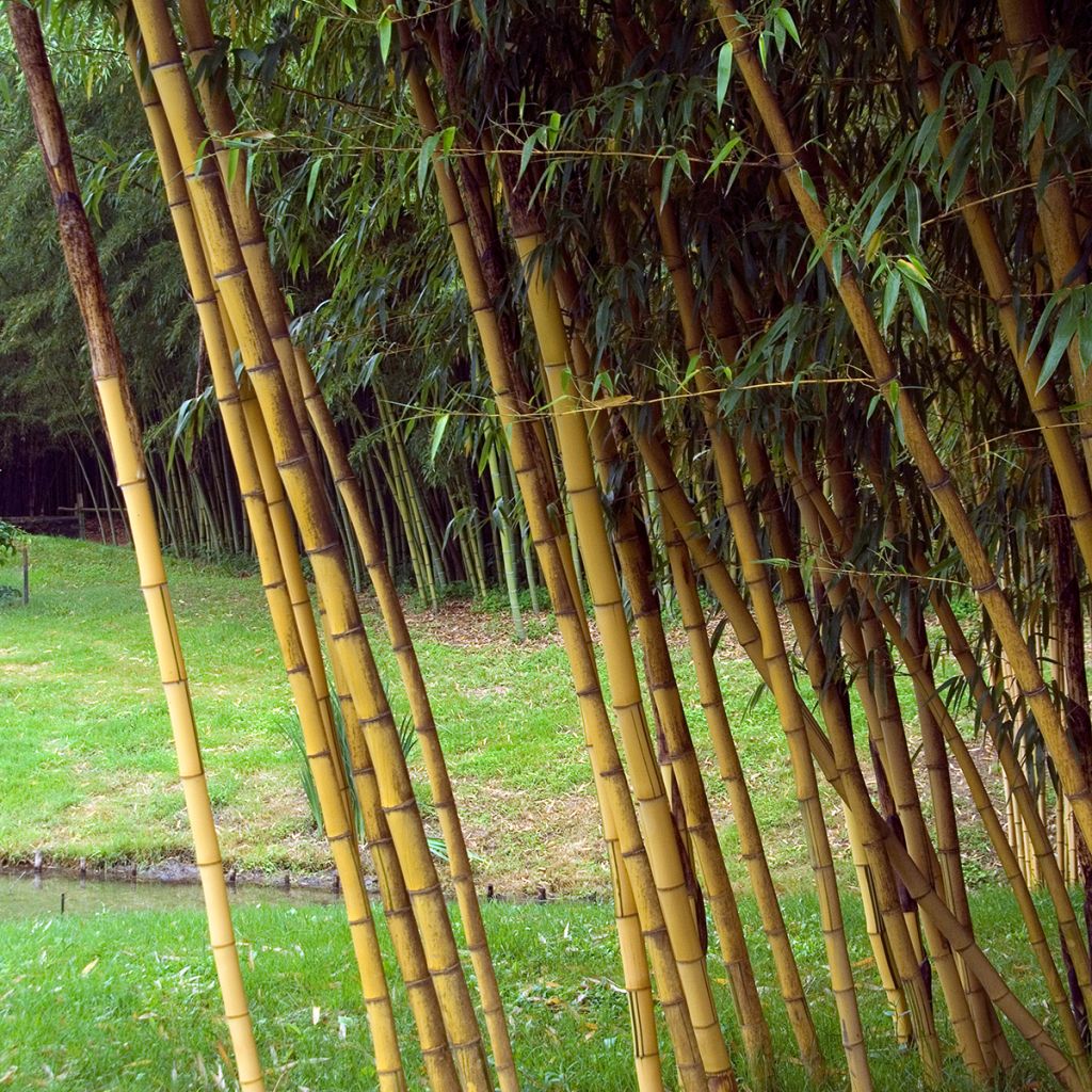 Phyllostachys vivax Aureocaulis
