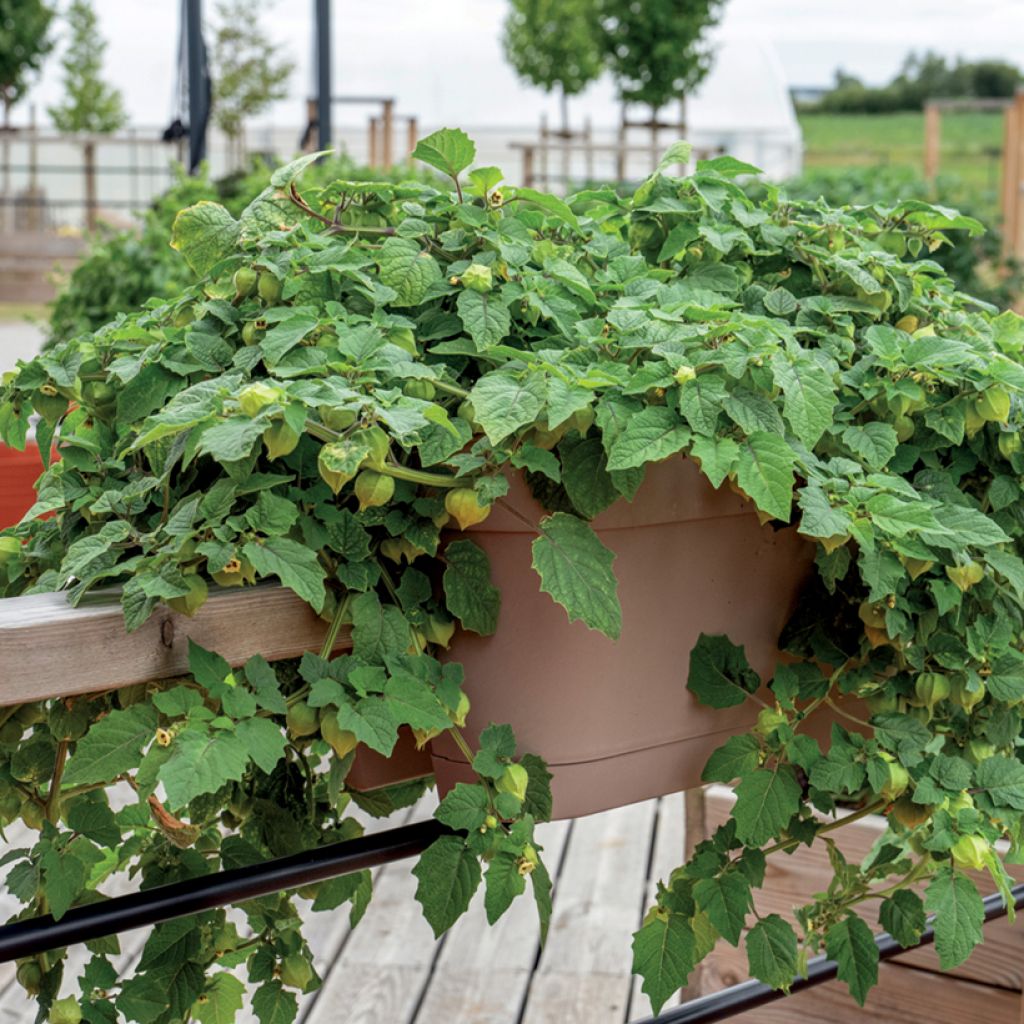 Fisális Preciosa - Physalis pruinosa plantas jovens