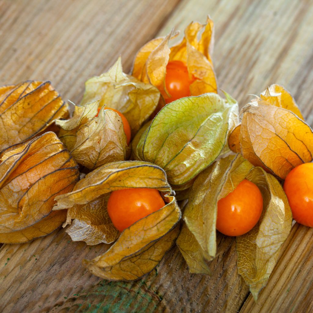 Fisális - Physalis peruviana