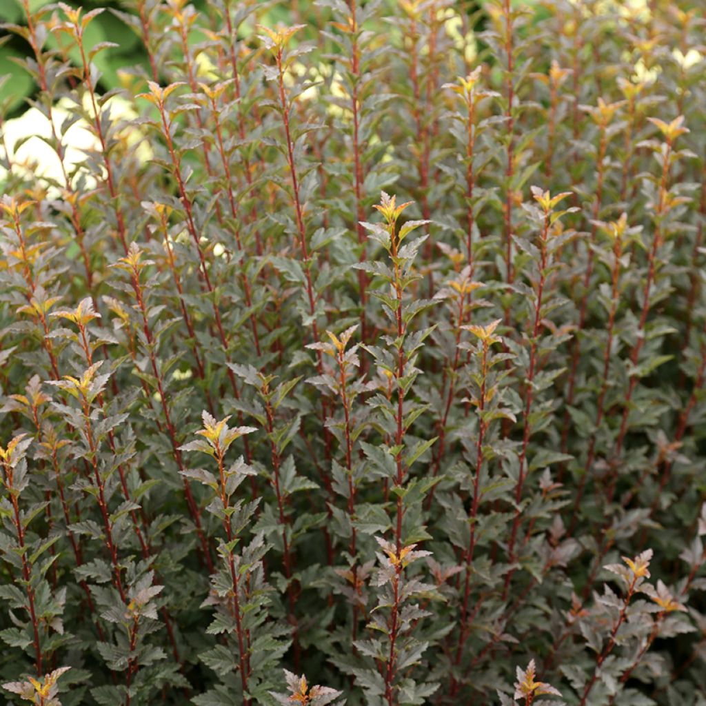 Physocarpus opulifolius Tiny Wine - Nove-cascas