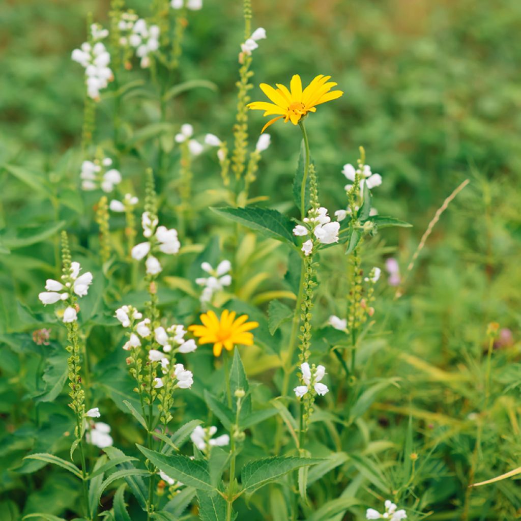 Physostegia virginiana Alba