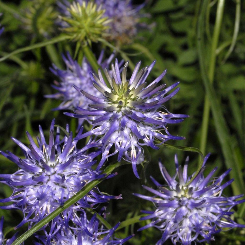 Phyteuma scheuchzeri - Raiponce de Scheuchzer 