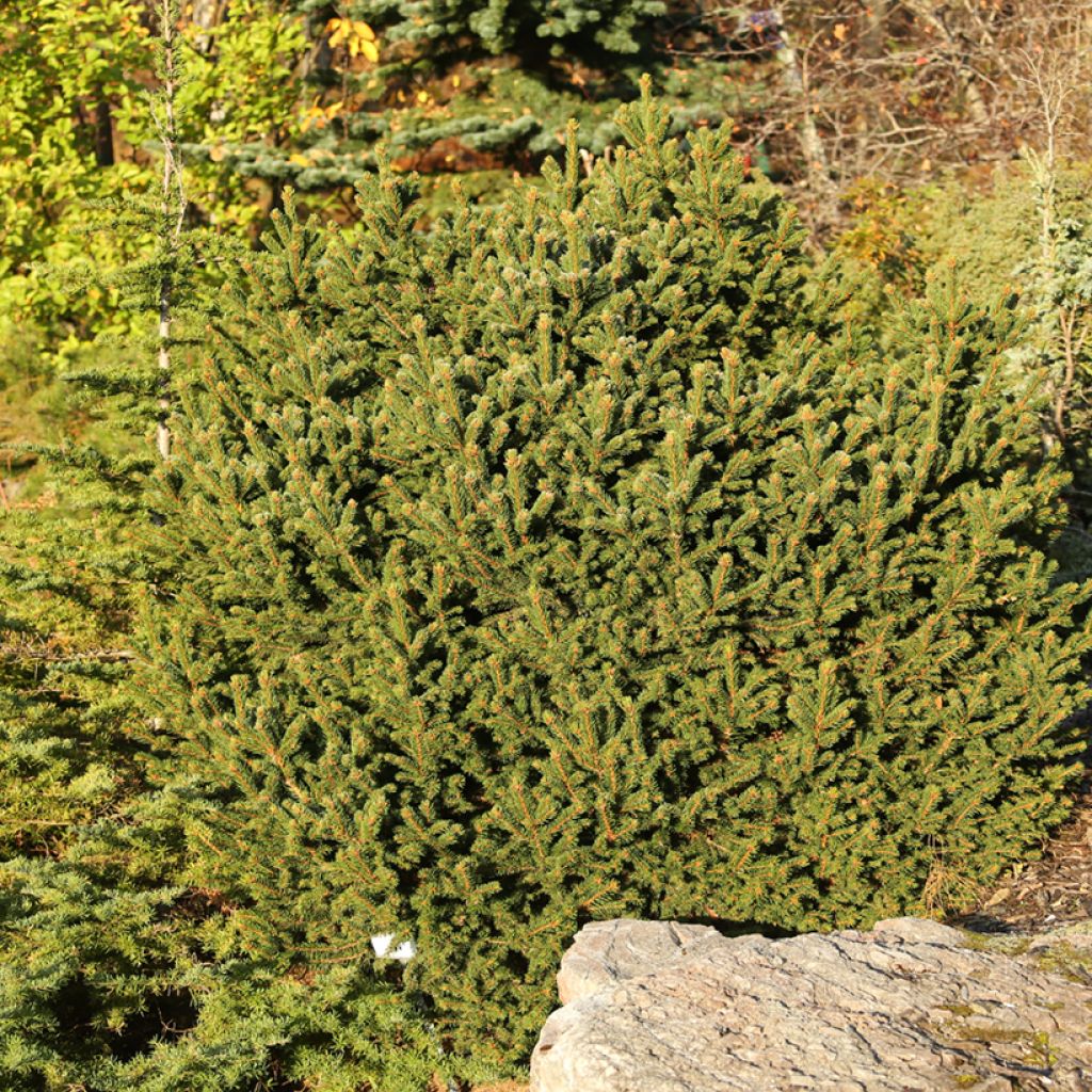 Picea abies Ohlendorffii