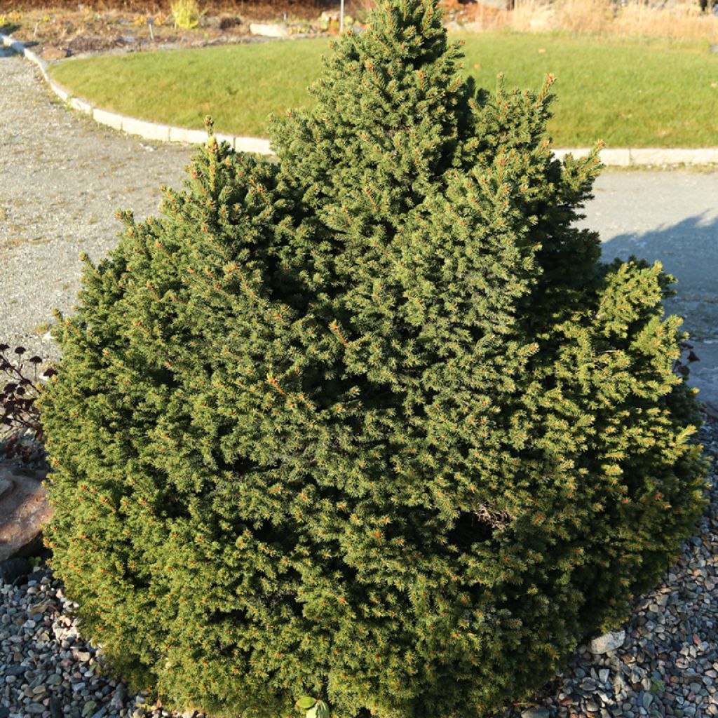 Picea abies Ohlendorffii