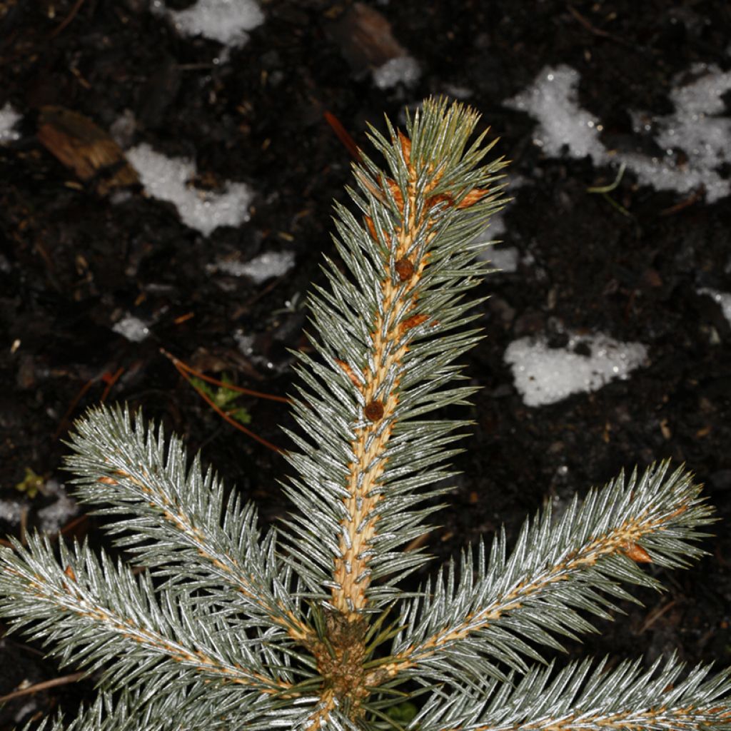 Picea chihuahuana - Abeto de Chihuahua