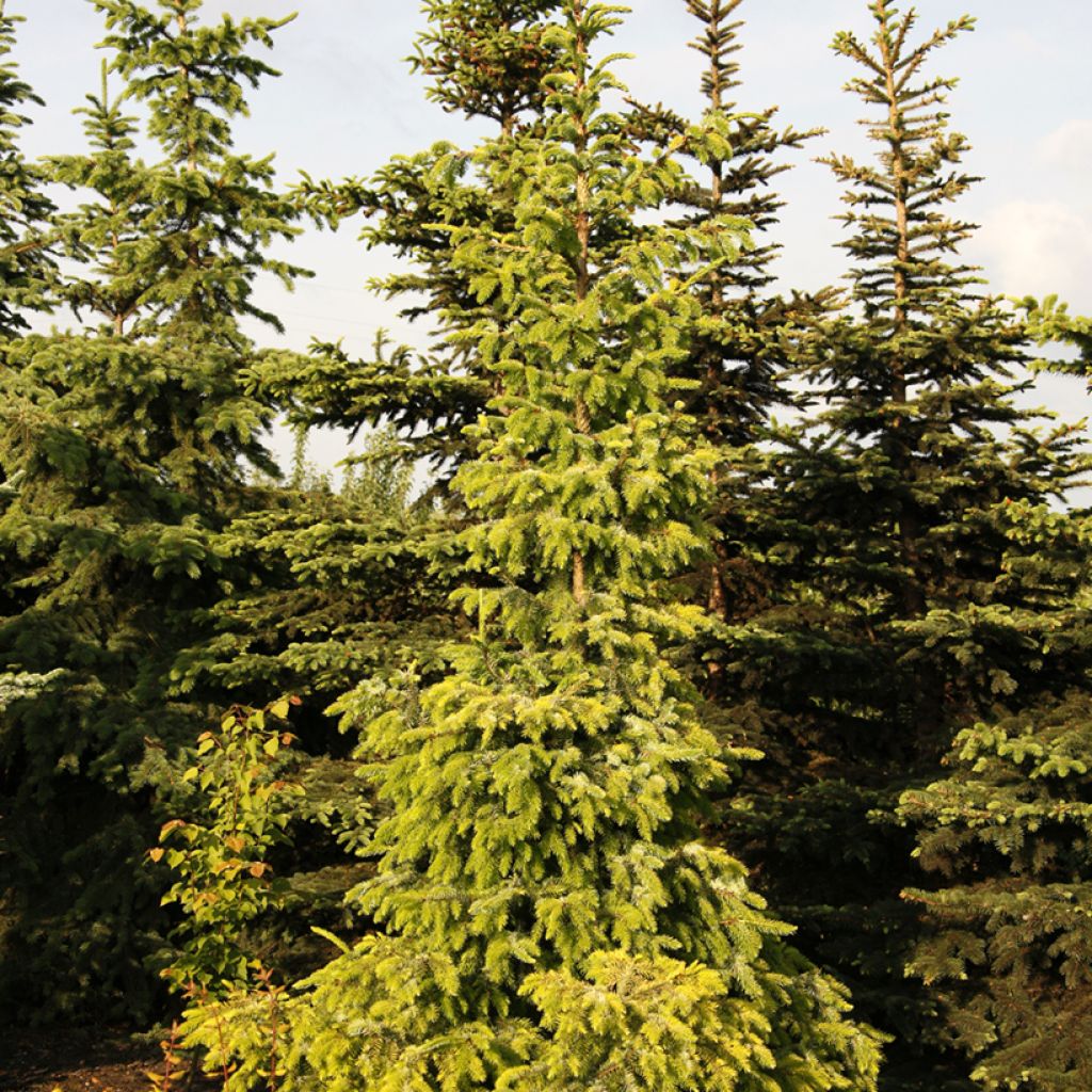 Picea omorika Aurea