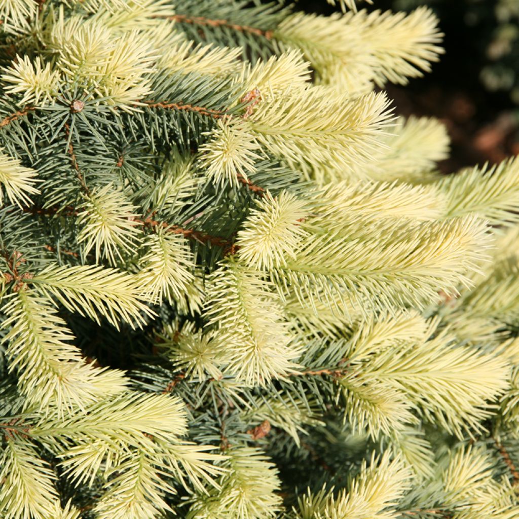 Picea pungens Jan Byczkowski