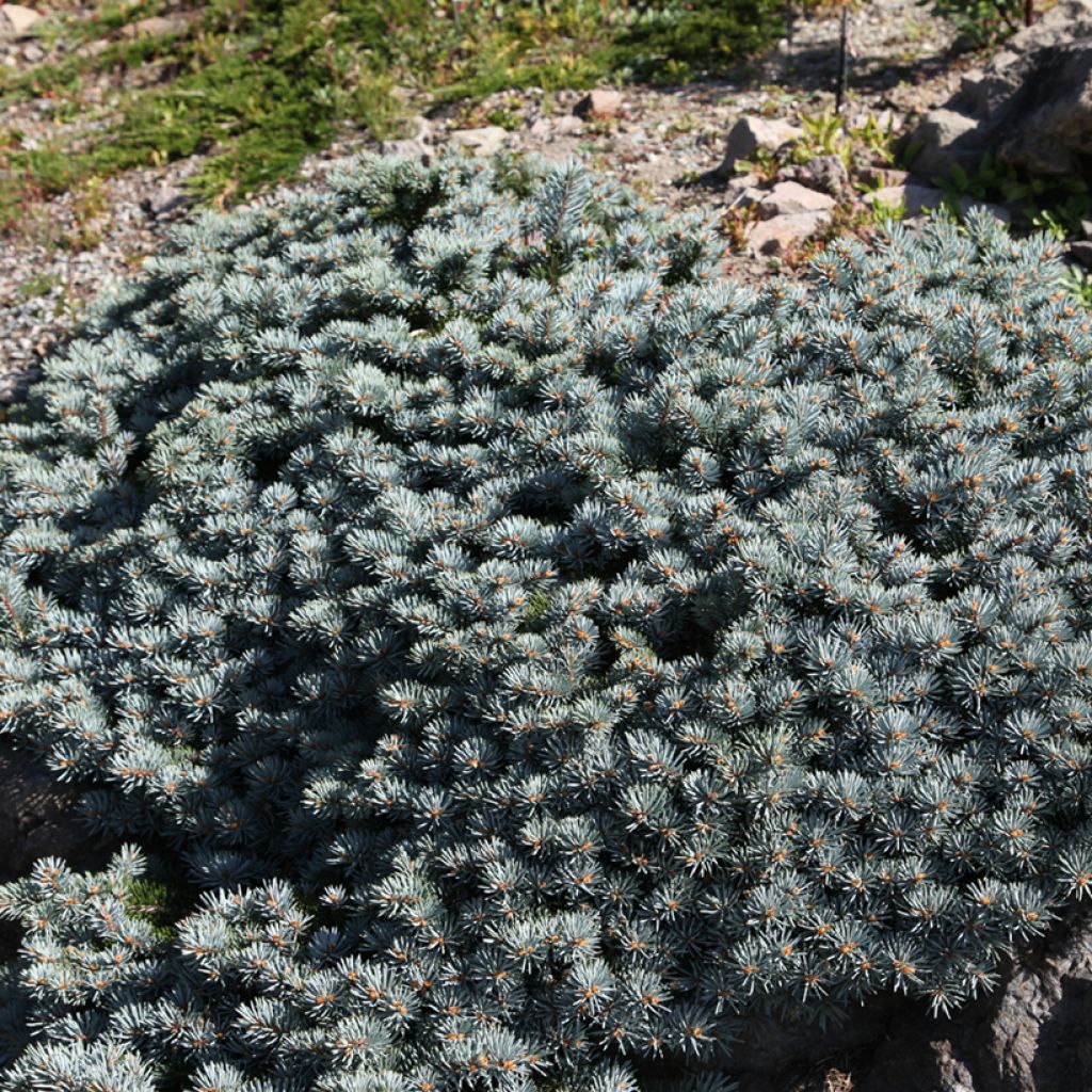 Picea pungens Saint Mary's Broom