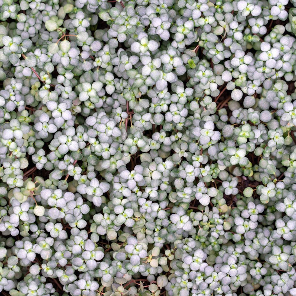 Pilea glaucophylla Greyzy