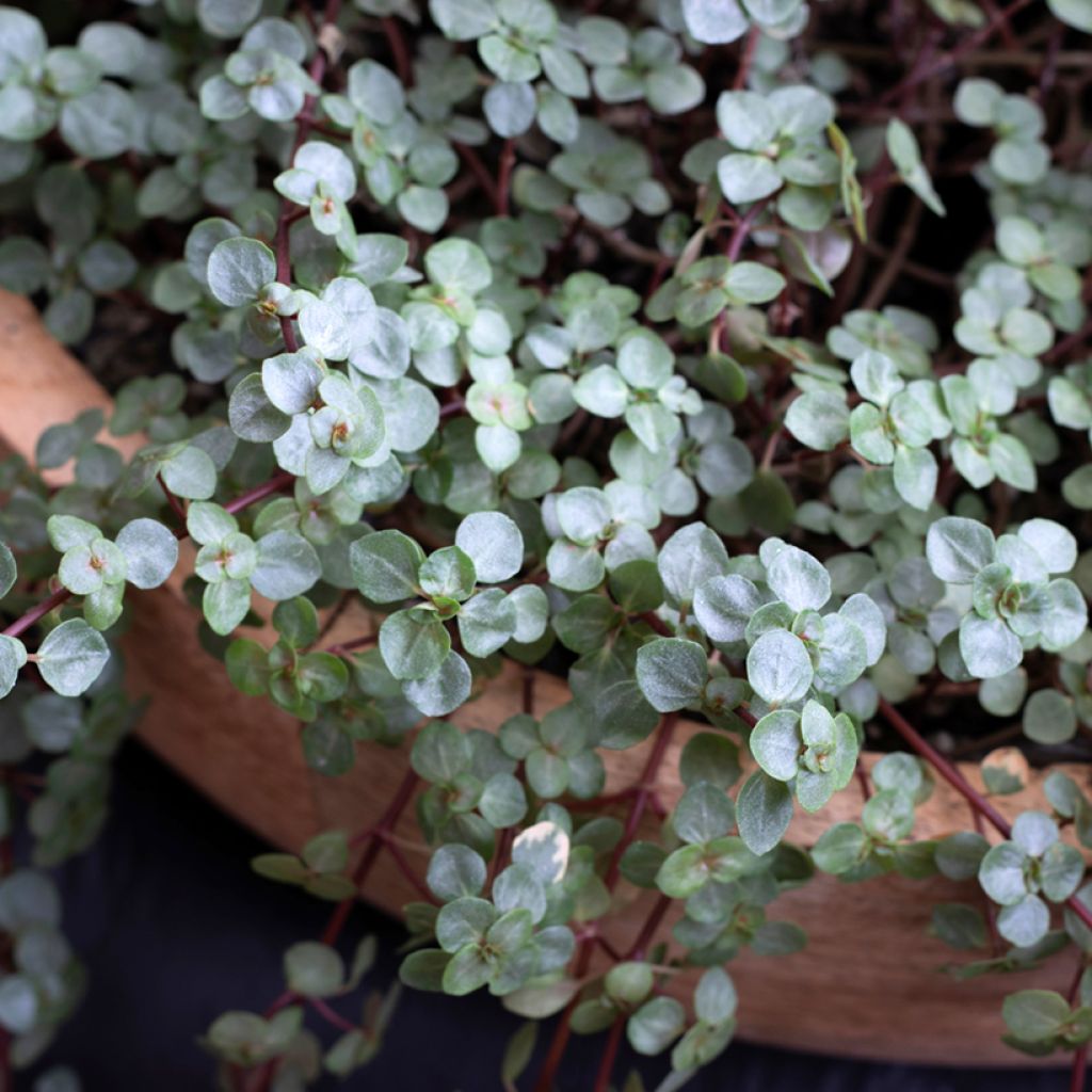 Pilea glaucophylla Greyzy
