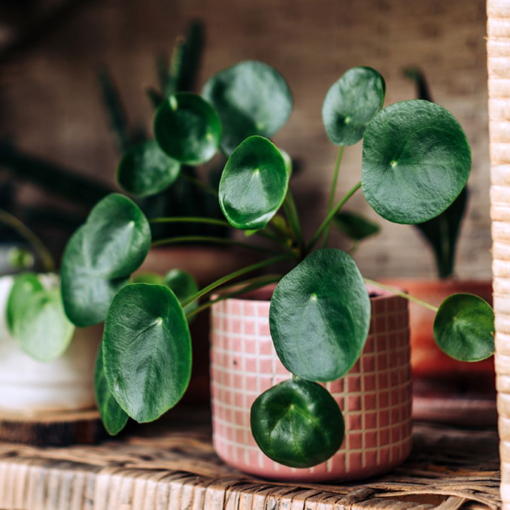 Pilea peperomioides
