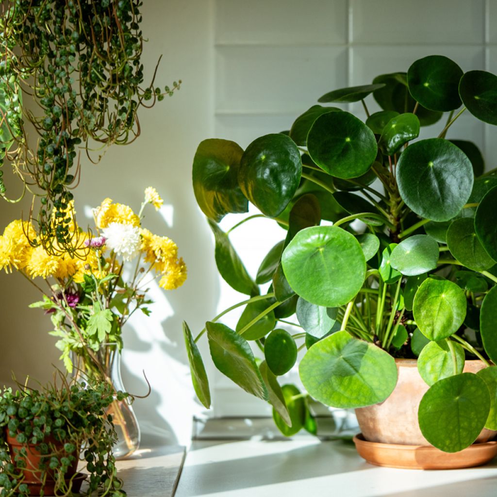 Pilea peperomioides