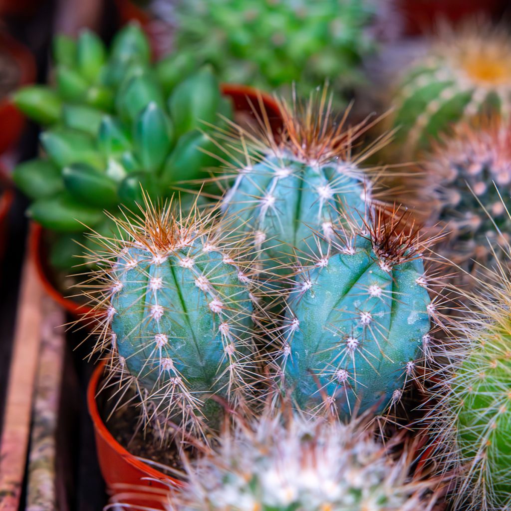 Pilosocereus azureus - Cactus bleu du Brésil