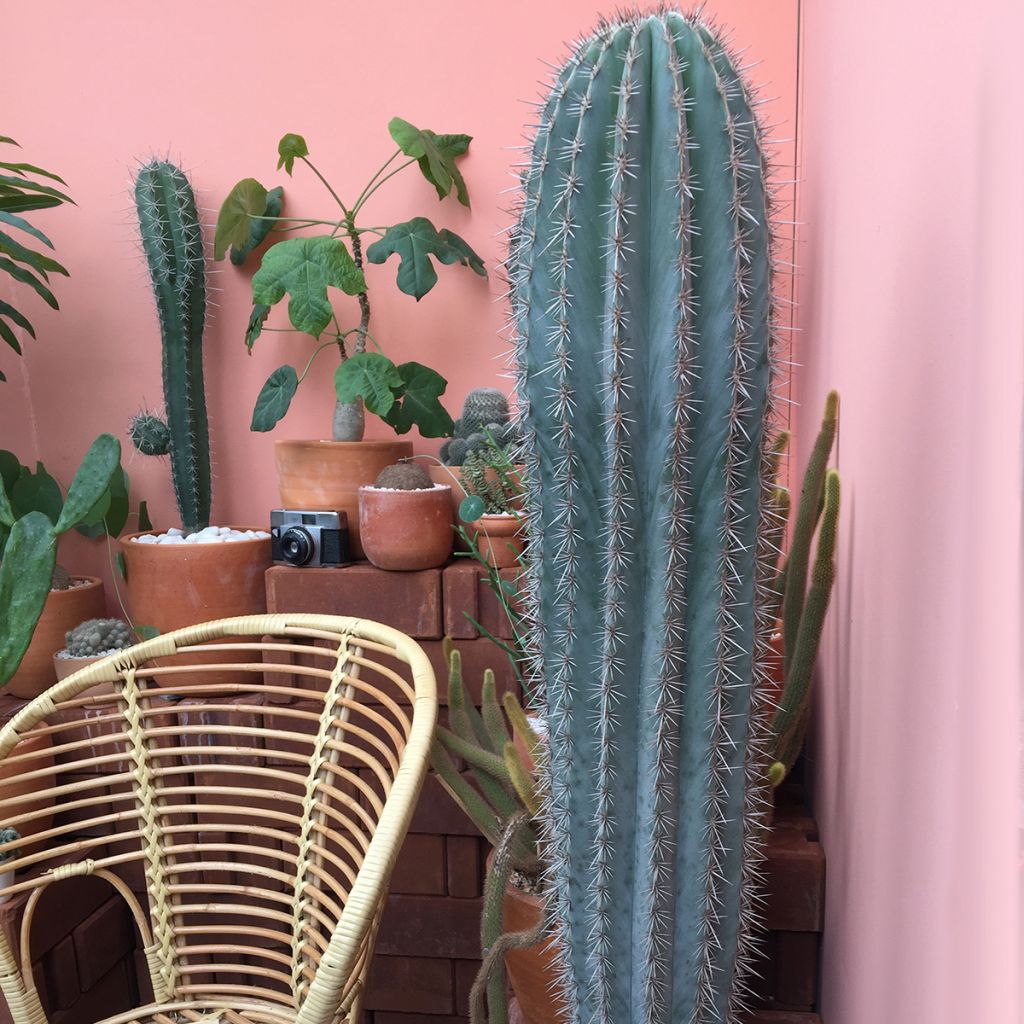 Pilosocereus azureus - Cactus bleu du Brésil
