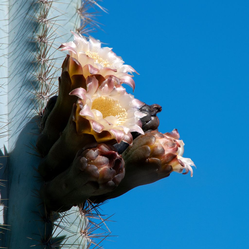 Pilosocereus azureus - Cactus bleu du Brésil
