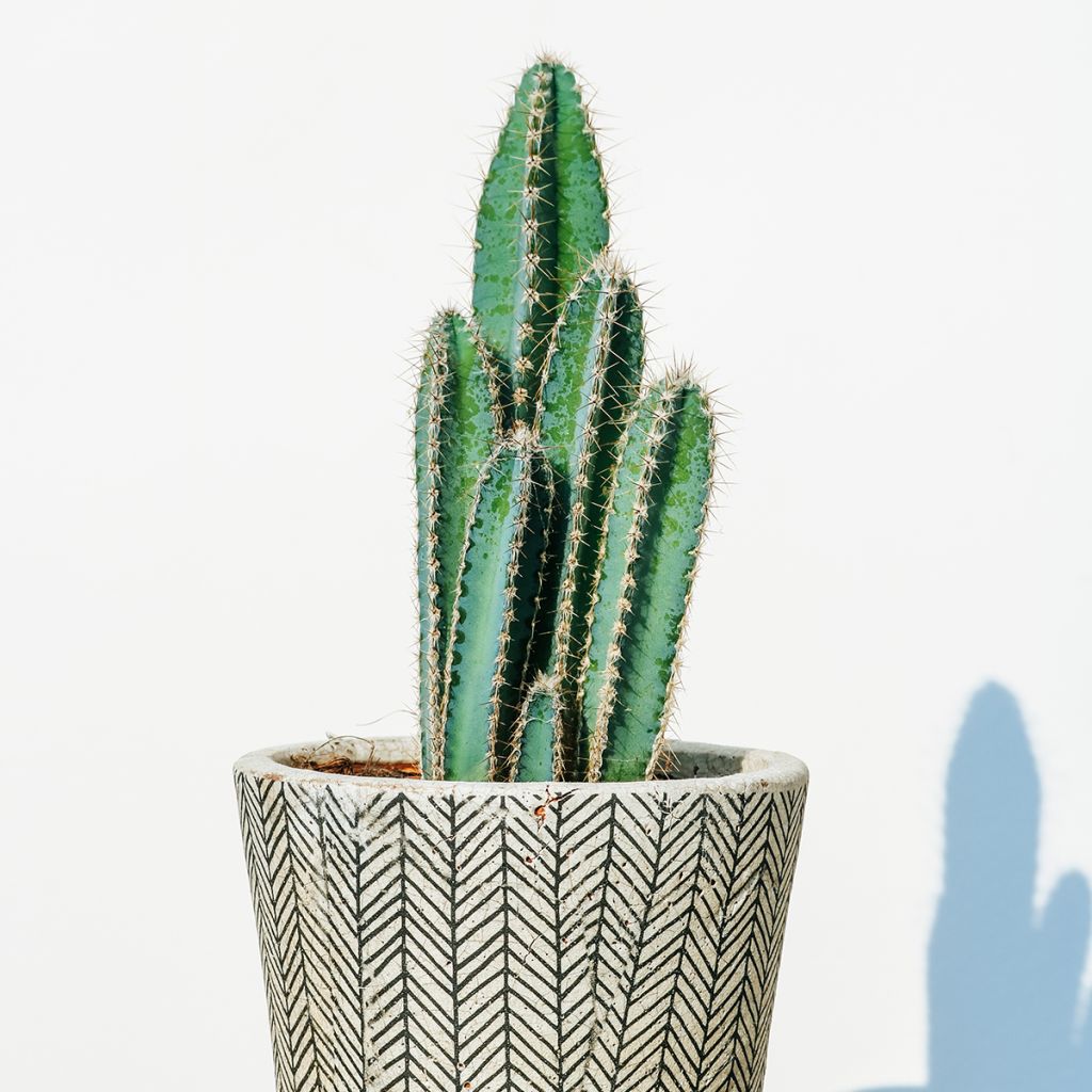 Pilosocereus azureus - Cactus bleu du Brésil