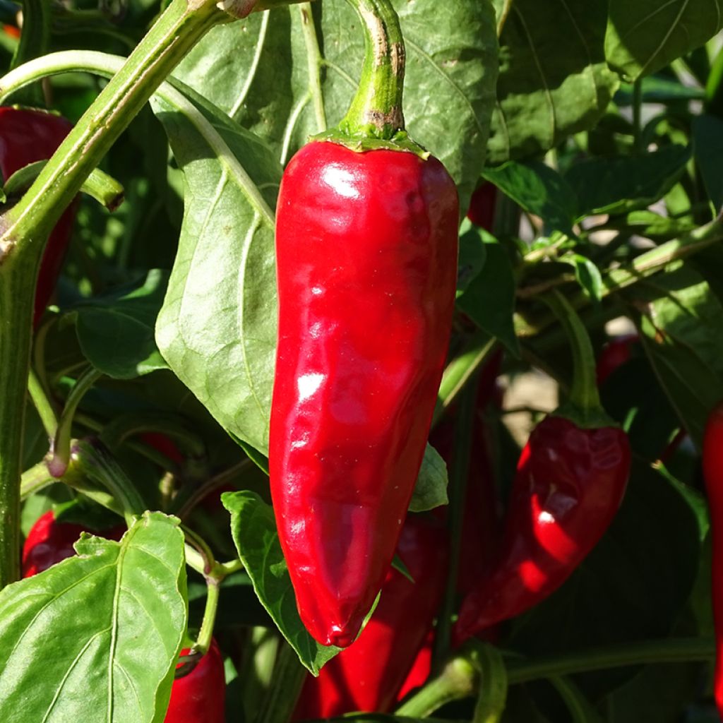 Pimento basco Gorria Bio em mini-torrões