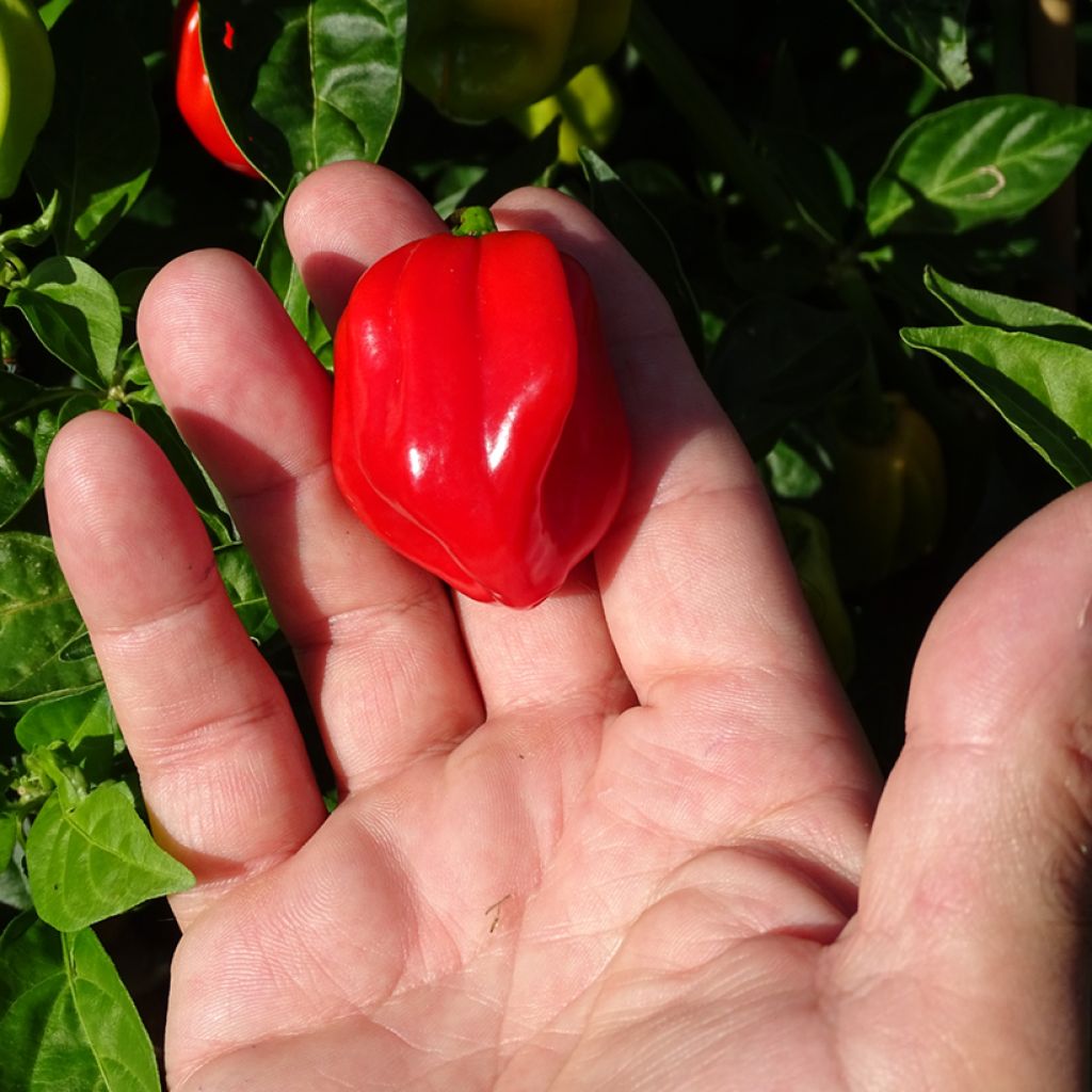 Pimenta Habanero - Pimenta das Antilhas